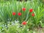 Intimate country gardens