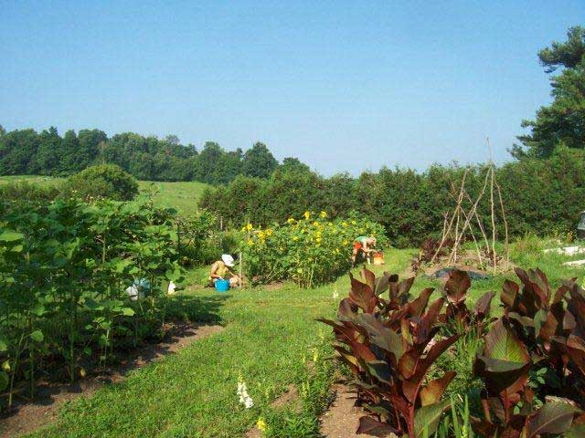 Vegetable, fruit and cutting gardens 