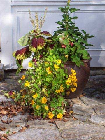 Container gardens