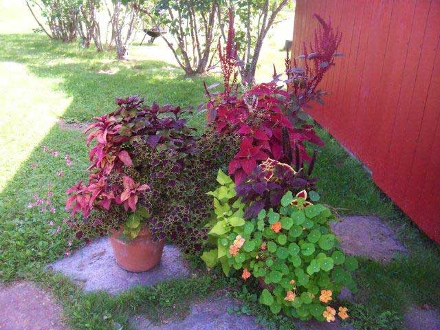 Container gardens